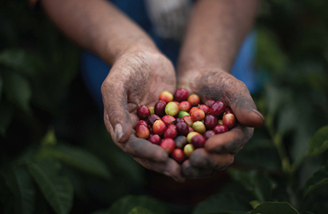 Fairtrade Quiz